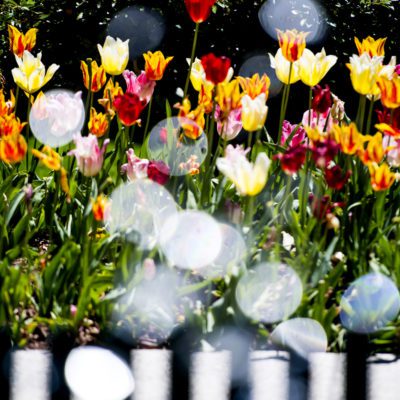 tulips