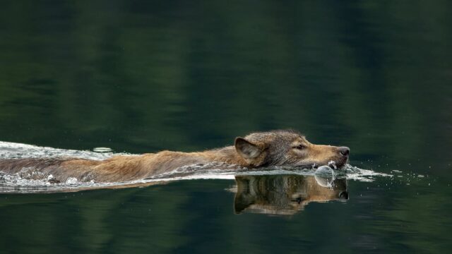 Photo credit to RE Johnson