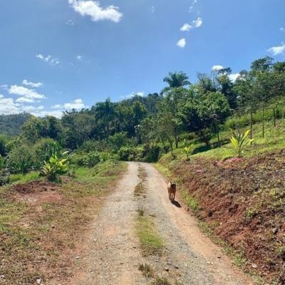 Image of a dirt road and forestry in Puerto Rico