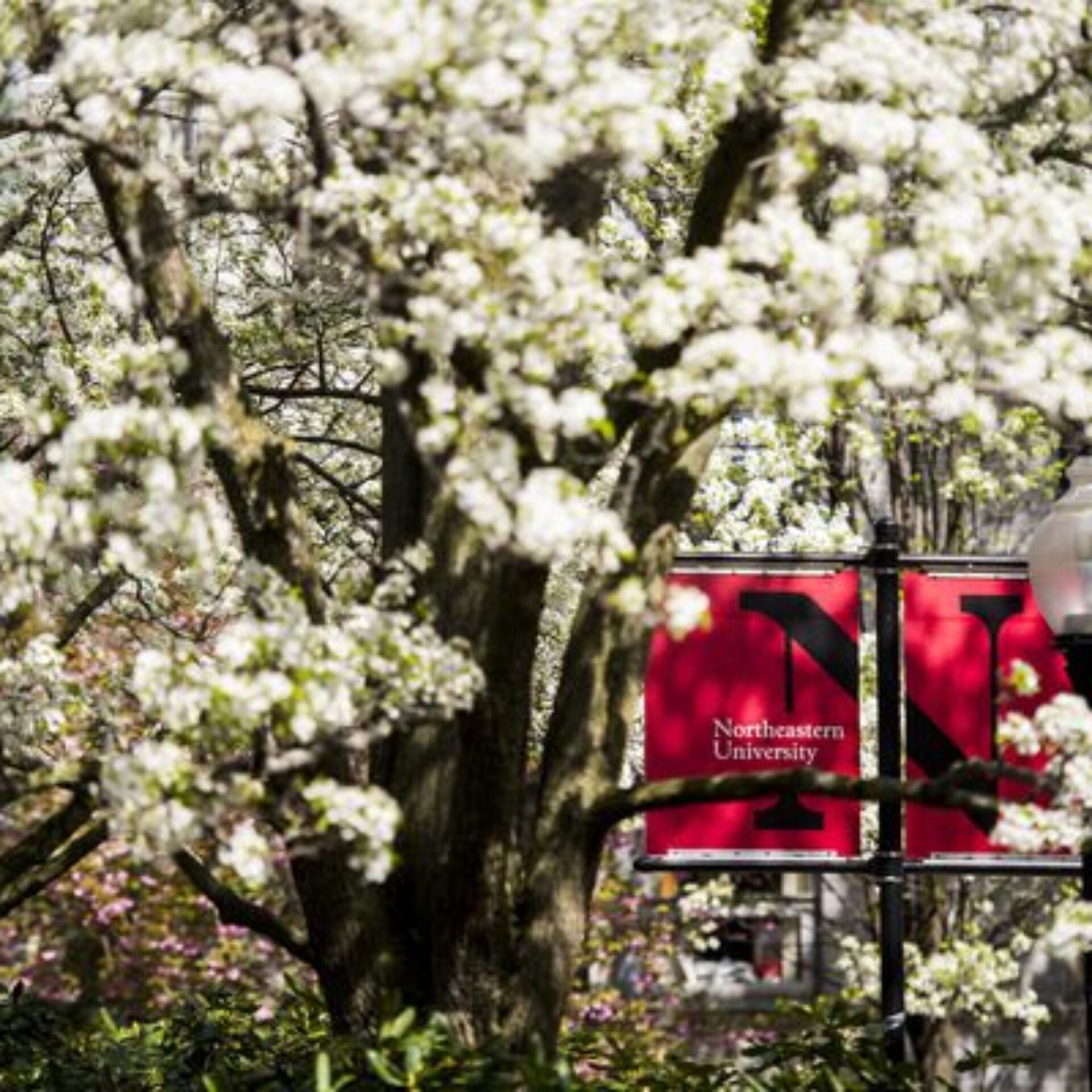 Human Services Program Northeastern University Home