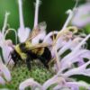 Bees by the book. Can municipalities save the pollinators?