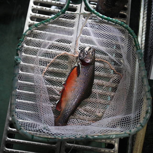A Trojan brook trout reared at the Hayspur Fish Hatchery near Sun Valley, Idaho.