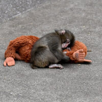CHIBA, JAPAN - FEBRUARY 20 : Baby monkey named 'Punch' is seen with a stuffed animal at a zoo on February 20, 2026, in north of Tokyo, Chiba Prefecture, Japan. Abandoned by his mother at birth, the monkey found comfort with a stuffed animal. (Photo by David Mareuil/Anadolu via Getty Images)