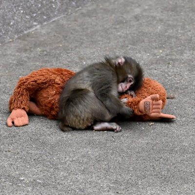 CHIBA, JAPAN - FEBRUARY 20 : Baby monkey named 'Punch' is seen with a stuffed animal at a zoo on February 20, 2026, in north of Tokyo, Chiba Prefecture, Japan. Abandoned by his mother at birth, the monkey found comfort with a stuffed animal. (Photo by David Mareuil/Anadolu via Getty Images)