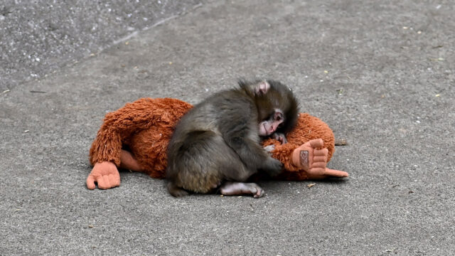 CHIBA, JAPAN - FEBRUARY 20 : Baby monkey named 'Punch' is seen with a stuffed animal at a zoo on February 20, 2026, in north of Tokyo, Chiba Prefecture, Japan. Abandoned by his mother at birth, the monkey found comfort with a stuffed animal. (Photo by David Mareuil/Anadolu via Getty Images)