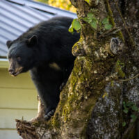 The American black bear (Ursus americanus) is a medium-sized bear endemic to North America. It is the continent's smallest and most widely distributed bear species. American black bears are omnivores, with their diets varying greatly depending on season and location.