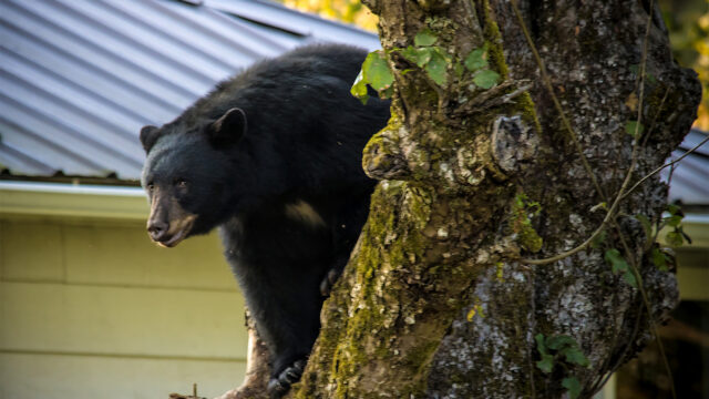 The American black bear (Ursus americanus) is a medium-sized bear endemic to North America. It is the continent's smallest and most widely distributed bear species. American black bears are omnivores, with their diets varying greatly depending on season and location.