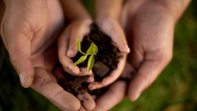 Hands, parent and child with plant soil of gardening, earth day and learning of agriculture care. Family, kid and closeup with leaf for sustainable growth, teaching and environment wellness of nature
