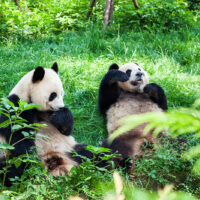 Giant Panda of Sichuan, China. Chinese National symbol