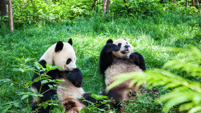 Giant Panda of Sichuan, China. Chinese National symbol